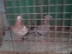 Pigeons