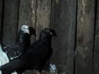 Pigeons