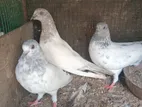 Pigeons