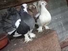 Pigeons