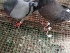 Pigeon