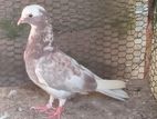 Pigeon