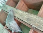 Pigeon