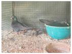Pigeon