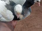 Pigeons
