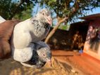 Pigeon