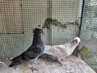 Pigeon