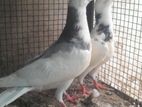 pigeon