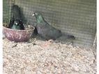 Pigeons