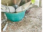 Pigeons