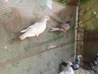 Pigeons