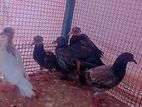 Pigeons