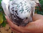 pigeon