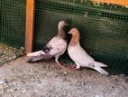Pigeons