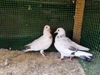 pigeon
