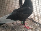 Pigeon
