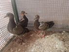 Pigeon