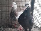 Pigeons