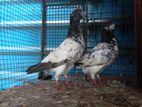 Pigeons