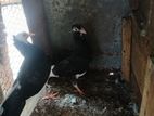 Pigeon