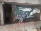 Pigeon