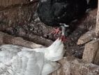 Pigeon