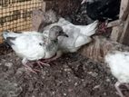 Pigeons