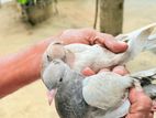 Pigeons