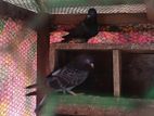 Pigeon