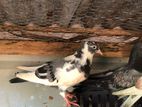 Pigeon