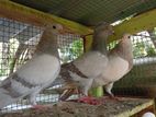 Pigeon