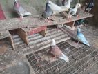 Pigeon
