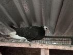 Pigeon