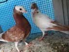 Pigeon