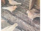 Pigeon