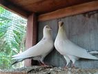 Pigeon