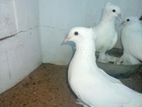 Pigeon