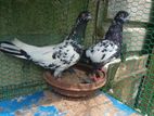 Pigeon