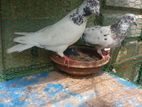 Pigeon