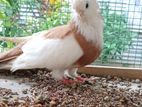 Pigeon
