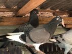 Pigeon