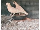 Pigeon