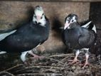 Pigeon