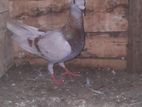 Pigeons