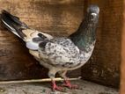 Pigeon