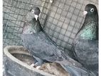 Pigeon
