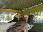 Pigeon
