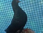 Pigeon