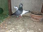 Pigeons