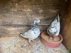 Pigeon